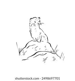 A line drawn stoat or weasel on top of a rock with grass framing image. British wildlife natural habitat. Rodent vector hand drawn in black.