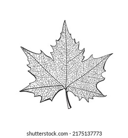 Line drawn tree leaf. Platanus drawing foliage, sketched sycamore leaves, lace maple leaf vector illustration isolated on white background