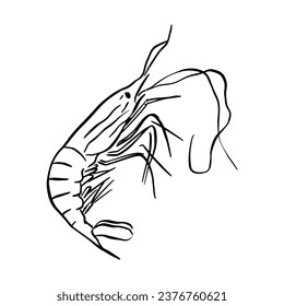 A line drawn vector of a prawn in its shell. Hand drawn and digitised in a simple sketchy way. Perfect for menus, printable wall art and so much more. 