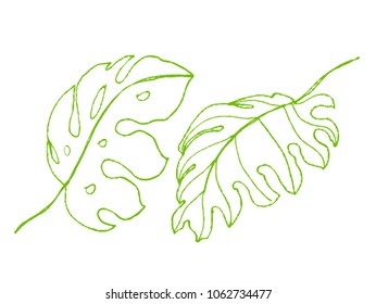 line drawn vector tropical leaves illustration. monstera leaves illustration. hand drawn artwork. set of plants.