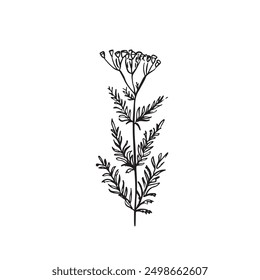 A line drawn wild flower plant with leaves and buds on the top. Drawn by hand in a sketchy style and vectorised isolated image. 