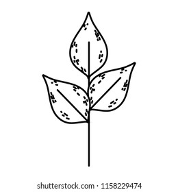 line exotic plant nature leaves design