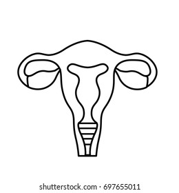line fallopian tubes with uterus to human anatomy