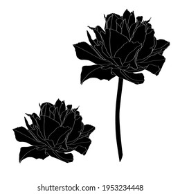 Line floral elements. Black Tulips flowers with leaves branches set. Wedding concept. Floral poster, invite. Greeting card or invitation design elements.