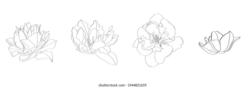 Line floral elements. Tulips flowers set. Wedding concept. Floral poster, invite. Greeting card or invitation design elements.