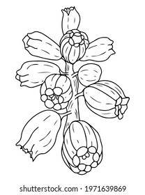 Line flower isolated on the white background. Beautiful flower for coloring book or page.Vector flower.