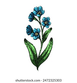 line forget me not hand drawn. isolated botanical, plant floral, floret pink line forget me not vector sketch. isolated color illustration
