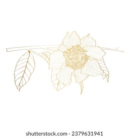 Line golden illustration of a beautiful camelia flower with leaves. Hand-drawn camellia branch with buds and leaves.