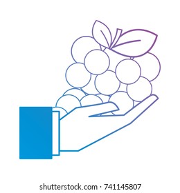 line grape fruit in the palm hand