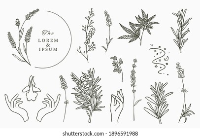 Line Herbal Collection With Rosemary,lavender,cannabis.Vector Illustration For Icon,sticker,printable And Tattoo