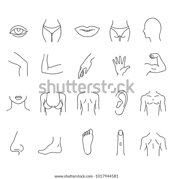 Line human male and female body parts vector set. Anatomy body part