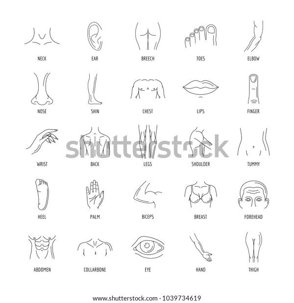 Linie Menschliche Mannliche Und Weibliche Korperteile Stock Vektorgrafik Lizenzfrei