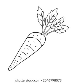 Line icon carrot hand drawing isolated on white background. Vector illustration.