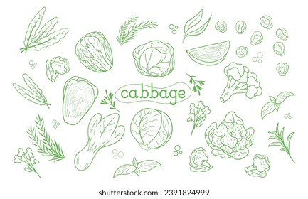 Line icon different Cabbage vector illustration. Design for kale day, healthy food, day, recipes. Colorful cartoon assorted cabbage for cover, print, book decoration, postcard, stickers, web element