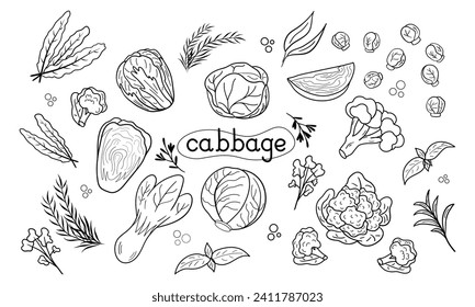 Line icon different Cabbage vector illustration. Design for kale day, healthy food, day, recipes. Colorful cartoon assorted cabbage for cover, print, book decoration, postcard, stickers, web element