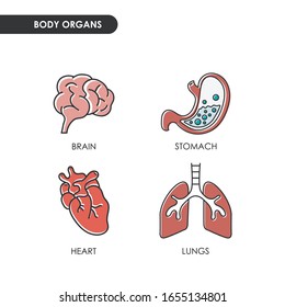 Line icon of different internal organs. Image of a heart, lungs, stomach and a brain. Stroke and color drawings.