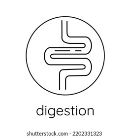 Line icon intestines, digestion. Isolated, on a white background