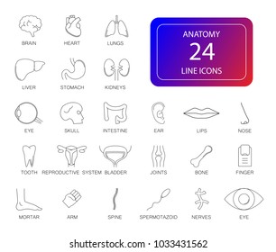 Line icon set. Anatomy pack. Vector illustration
