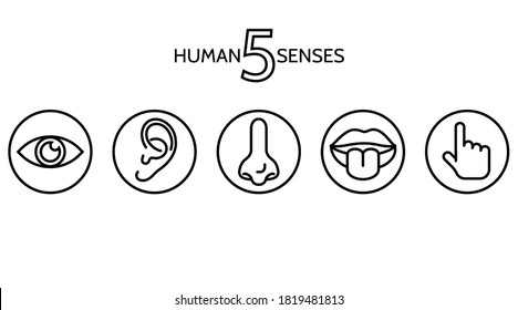 Line icon set five senses. brain nose, eye, hand, ear, mouth vector illustration