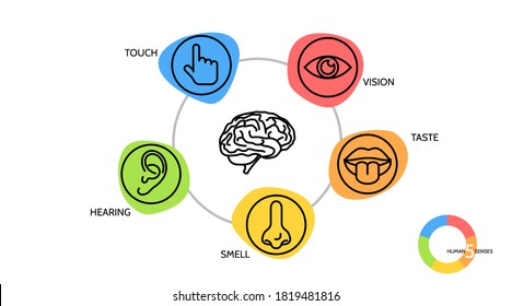 Line icon set five senses. brain nose, eye, hand, ear, mouth vector illustration