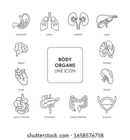 Line icon of small intestine, large intestine, heart, lungs, spleen, thymus, kidneys, liver, stomach, brain, pancreas, bladder. Color image of an internal organ of the body. Stroke drawings.