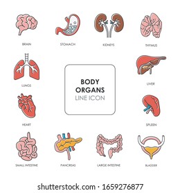 Line icon of small intestine, large intestine, heart, lungs, spleen, thymus, kidneys, liver, stomach, brain, pancreas, bladder. Color image of an internal organ of the body. Stroke drawings.