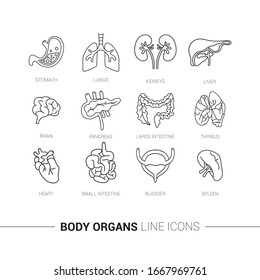 Line Icon Of Small Intestine, Large Intestine, Heart, Lungs, Spleen, Thymus, Kidneys, Liver, Stomach, Brain, Pancreas, Bladder. Stroke Drawings.