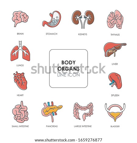 Line icon of small intestine, large intestine, heart, lungs, spleen, thymus, kidneys, liver, stomach, brain, pancreas, bladder. Color image of an internal organ of the body. Stroke drawings.