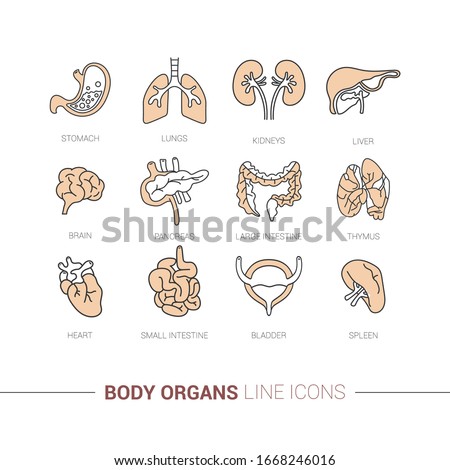 Line icon of small intestine, large intestine, heart, lungs, spleen, thymus, kidneys, liver, stomach, brain, pancreas, bladder. Color image of an internal organ of the body. Stroke drawings.