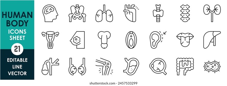 Conjunto de iconos de línea de partes del cuerpo humano. Iconos de anatomía definidos en estilo de contorno. Cerebro, garganta, columna vertebral, riñones, pulmones, corazón, etc.