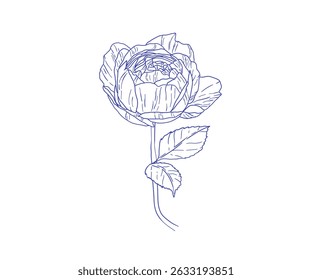 Ilustração de linha de uma rosa exuberante florescente com botões de abertura. Uma composição floral clássica para design vetorial