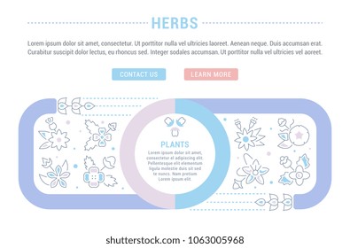 Line illustration of herbs. Concept for web banners and printed materials. Template with buttons for website banner and landing page.