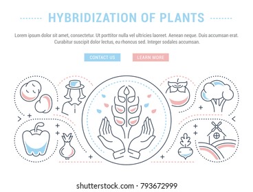 Line illustration of hybridization of plants. Concept for web banners and printed materials. Template with buttons for website banner and landing page.
