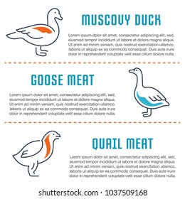 Line illustration of poultry. Concept for web banners and printed materials. Template for website banner and landing page.