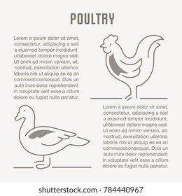 Line illustration of poultry. Concept for web banners and printed materials. Template for website banner and landing page.