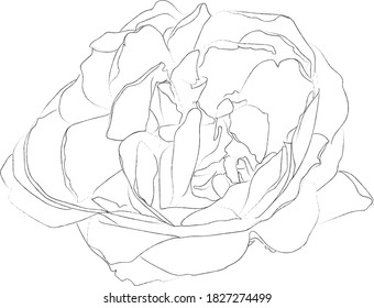 Line illustration of a rose.