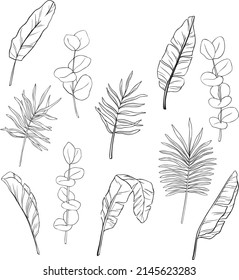 line leaves banana palm eucaliptus illustration vector