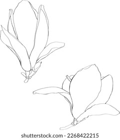 Line Magnolia branch. Flowers set with leaves. Illustration in line style. Greeting card with flowers. Botany. Blooming trees.