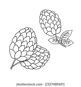 Line malt isolated on white background. Outline illustration of beer botanical plant with leaves