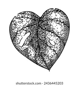 line monstera leaf hand drawn. vector texture, jungle plant, green big line monstera leaf vector sketch. isolated black illustration