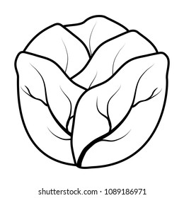 line natural lettuce vegetable organic food