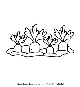 line nature carrots cultivated plantation product