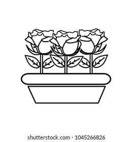 line nice roses with petals and leaves inside plantpot