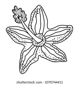 line nice spring flower with tropical petals