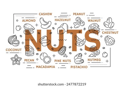 Line nuts vector types. Cashew, almond, hazelnut, walnut and chestnut. Coconut, pecan, pine nuts or macadamia, pistachio and nutmeg. Infographic guide with linear nut products and bold typography