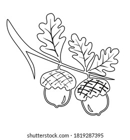 Line oak branches with leaves and acorns outline, silhouettes on white background. Sketch illustration with oak lives acorn. Outline logo vector illustration.
