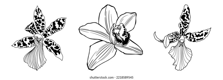 Line Orchids Cymbidium Flowers. Flora and Isolated Botany Plants set with Petals. Tropical exotic line flower illustration.