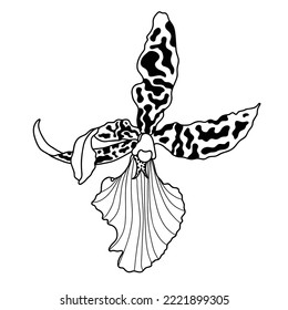 Line Orchids Cymbidium Flowers. Flora and Isolated Botany Plants set with Petals. Tropical exotic line flower illustration.