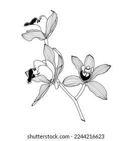 Line Orchids Cymbidium Flowers. Flora and Isolated Botany Plants set with Petals. Tropical exotic line flower illustration.