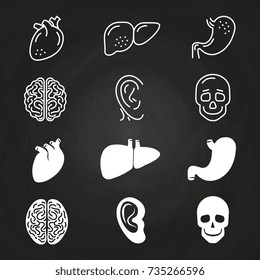 Line and outline white human organs on chalkboard. Vector illustration